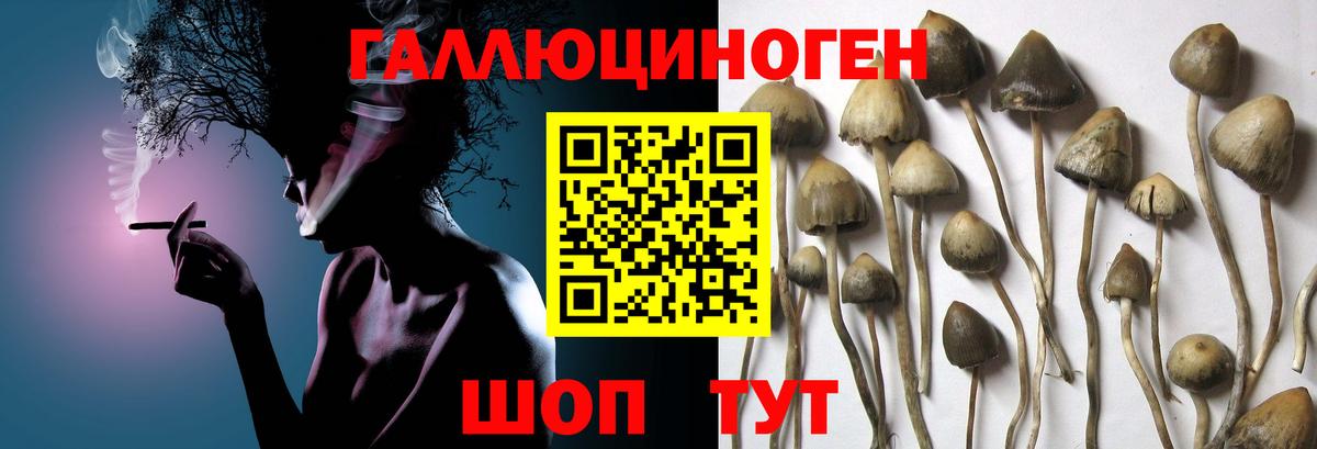 Галлюциногенные грибы мицелий Волхов